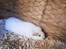 2 female white guinea pigs