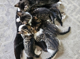Kittens for sale