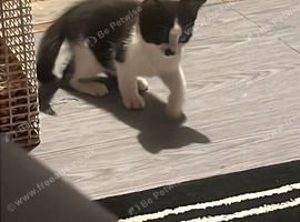 Kittens for sale