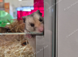 Lola The Hamster