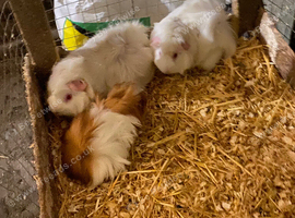 BABY AND YOUNG ADULT FEMALE GUINEA PIGS