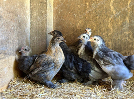 6 bantam girls