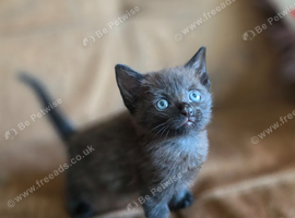 Kittens