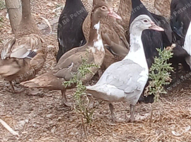 Young muscovy females