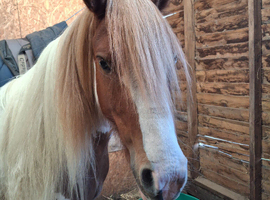 Champ cob cross Welsh