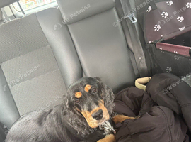 Beautiful cocker spaniel