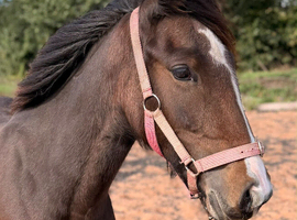 Yearling filly