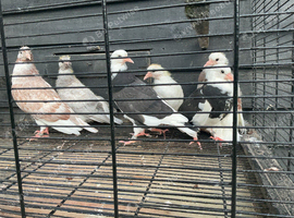 Young rollers for sale