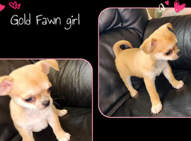 Chihuahua puppies