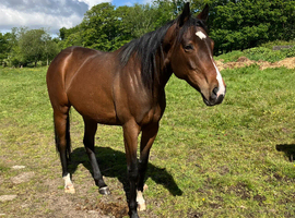 16.1 Thoroughbred Mare