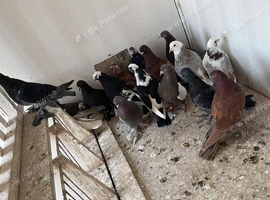 Tumbler pigeons