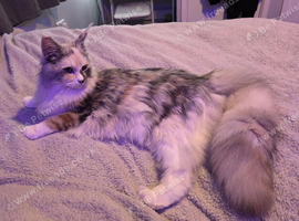 16 Months Old Female Maine Coon