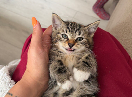 Kittens