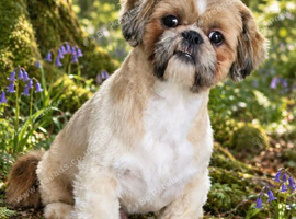Stud Shih-Tzu Proven