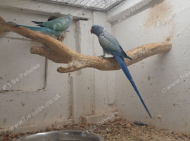 Breeding pair Violet and turquise pair