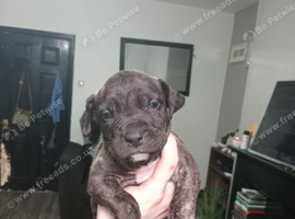 BANDOG PUPPIES