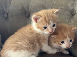 STUNNING MAINE COON KITTENS CROSS SEEKING THEIR LOVING HOMES