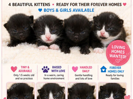 poppys kittens