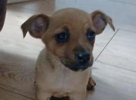 Jack x French bulldog