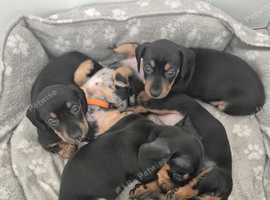 DAXIE PUPS READY SEP 22ND