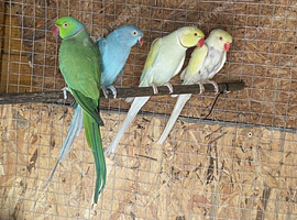Ringneck pairs looking new home