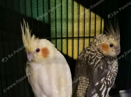 Baby cockateals