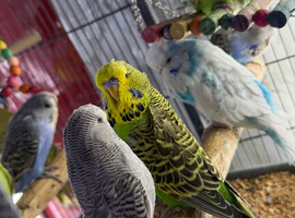 Baby budgies Glasgow