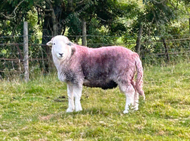 Herdwick tup - registered breeder