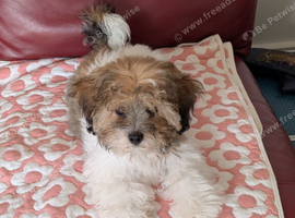5 month old puppy for sale