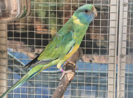 RARE Stunning Conclurry Parrot!