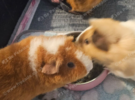 3 female guinea pigs