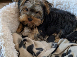 Miniature Yorkshire terrier