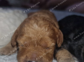Red cavapoo girl