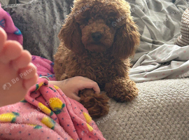 Toy poodle
