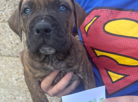 Cane Corso x Presa Canario Puppies