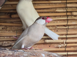 8 java finches