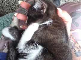 Loving kitten needs good home