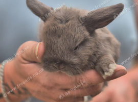 Ready 3rd September 2 lovely mini lops
