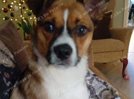 Beautiful little girl needs her forever family