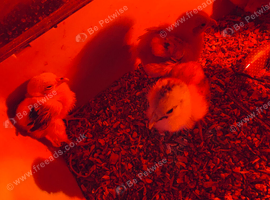 x5 pekin bantam chicks