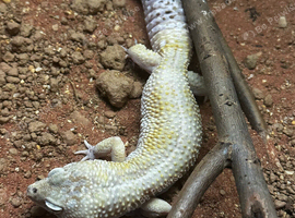 Breeding Pair of Leopard Geckos