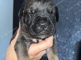 Beautiful Cane Corso X Presa Pups