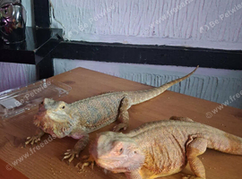 Bearded dragons