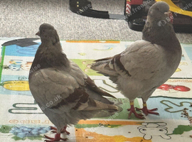 Pair of Modena pigeons