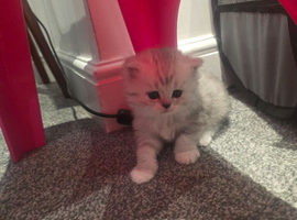 Ragdoll/persian kittens