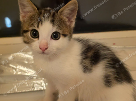 3 kittens for sale