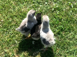 Oliver Egger 4 day old female chicks