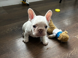 Homebred French bulldog litter