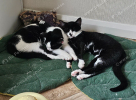 Two sisters for rehoming