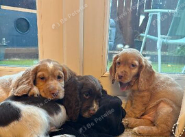 Cocker spaniels